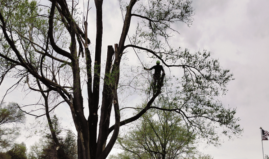 Intense Tree Care