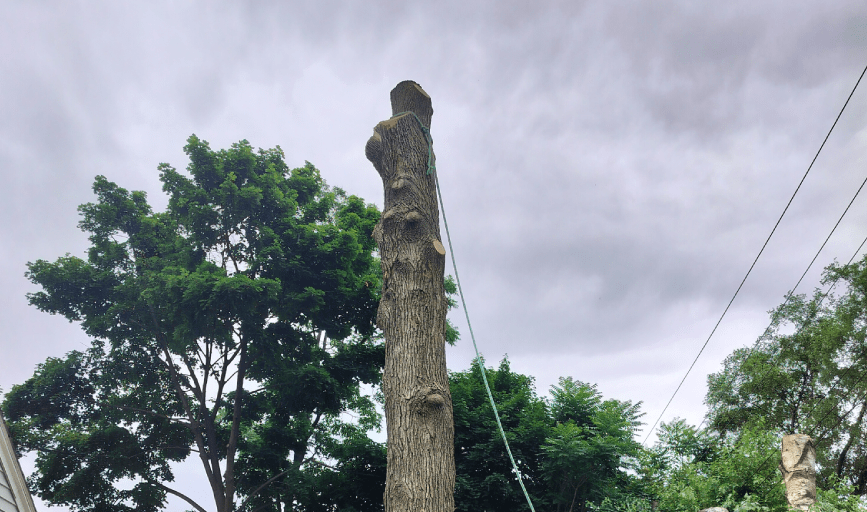 Intense Tree Care